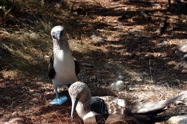 Dad was VERY protective